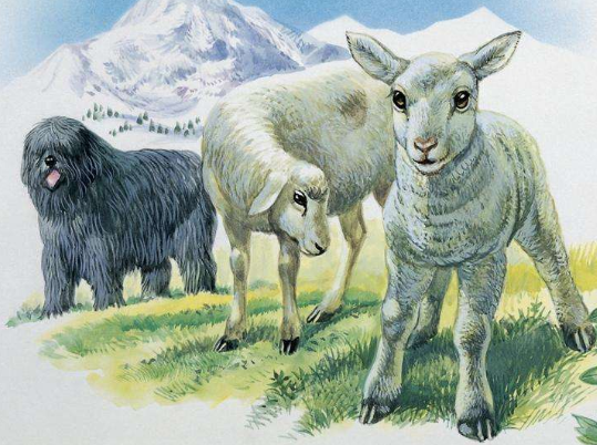 白羊座属羊的人性格解析